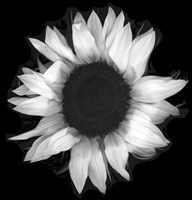 Sunflower 1 Fine Art Print