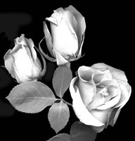 Three Roses Fine Art Print