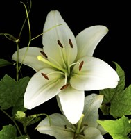 White Lily 2 Fine Art Print