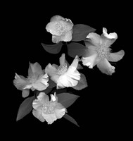 White & Pink Camellia Fine Art Print