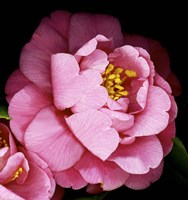 Camellia Fine Art Print