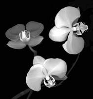 Three Orchids Fine Art Print