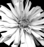 Zinnia I Fine Art Print