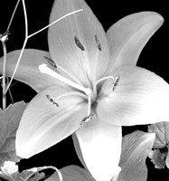 White Lily II Fine Art Print