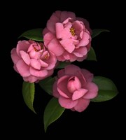 Camellia 8 Fine Art Print