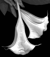Trumpet Flower Fine Art Print