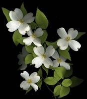 Dogwood Fine Art Print