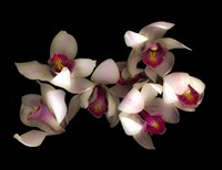 Pink & Fushia Orchid 1 Fine Art Print