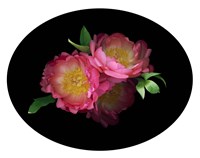3 Peonies '08 4 Fine Art Print