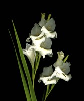 Gladiola Fine Art Print