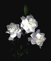 Gardenia Fine Art Print