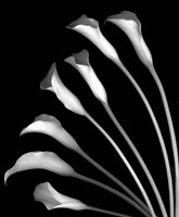 Crystal Blush Calla Lilies Fine Art Print