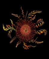 Protea Pincushion Fine Art Print