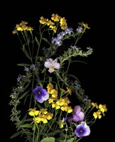 Pansy, Rosemary & French Tarragon Fine Art Print