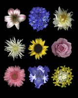 Flower 9 Patch Fine Art Print