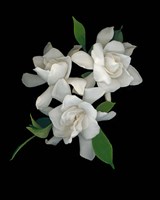 Gardenias 2 Fine Art Print