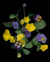 Pansies 1 Fine Art Print