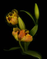 Tulips Fine Art Print