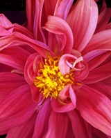 Dahlia Fine Art Print
