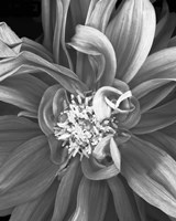 Dalia 2013 Fine Art Print