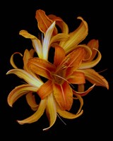 Day Lilies Fine Art Print