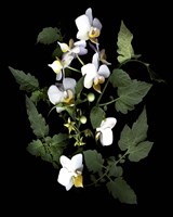 Orchid With Cherry Tomato Fine Art Print