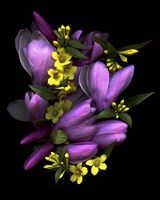 Tulip Magnolia & Jasmine Fine Art Print