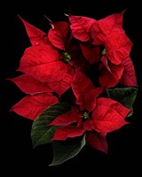 Poinsettia 2014 Fine Art Print