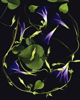 Morning Glory Fine Art Print