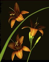 Daylily Fine Art Print