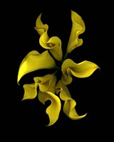 Calla Lilies 4 Fine Art Print