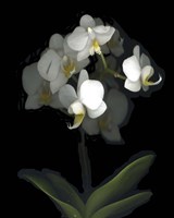 Mini White Orchids Fine Art Print