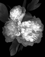 Peony '08 3 Fine Art Print