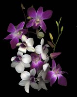 Dendrobium Orchids Fine Art Print