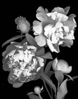 Peony Fine Art Print