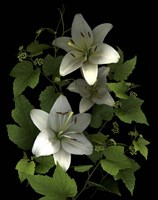 White Lilies '06 Fine Art Print
