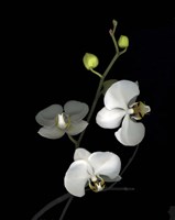 Orchid '06 Fine Art Print