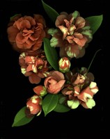 Camellia 3 Fine Art Print