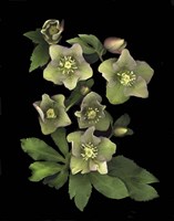 Lenten Rose Fine Art Print