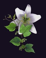 White Lily Fine Art Print