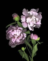 Peony Fine Art Print