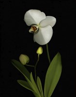 Orchid Fine Art Print