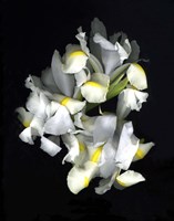White Iris Fine Art Print