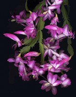 Christmas Cactus Fine Art Print