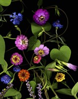 Summer '06 Zinnia Fine Art Print