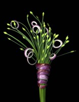Chive Blossoms & Red Onion Fine Art Print