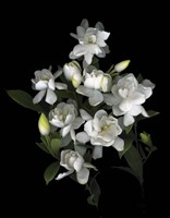 Gardenia '06 Fine Art Print