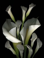 White & Crystal Blue Callas 2 Fine Art Print