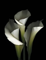 White Calla 1 Fine Art Print