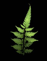 Fern 3 Fine Art Print